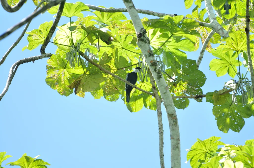 裸颈果伞鸟(Gymnoderus foetidus)