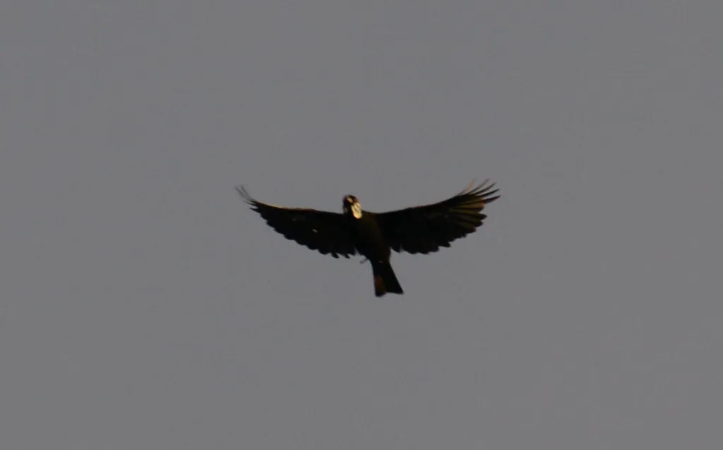 裸颈果伞鸟(Gymnoderus foetidus)
