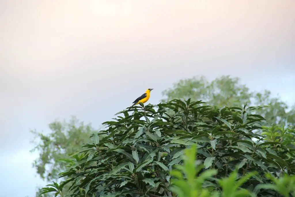 黄头拟鹂(Gymnomystax mexicanus)