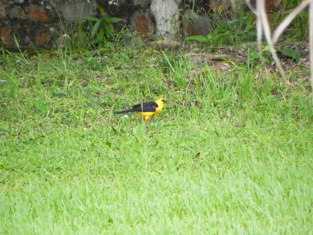 黄头拟鹂(Gymnomystax mexicanus)
