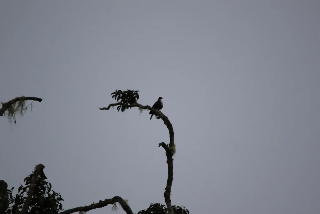 裸眶山鸠(Gymnophaps albertisii)
