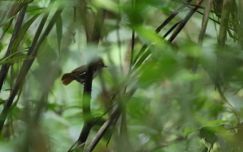 白颊蚁鸟(Gymnopithys leucaspis)