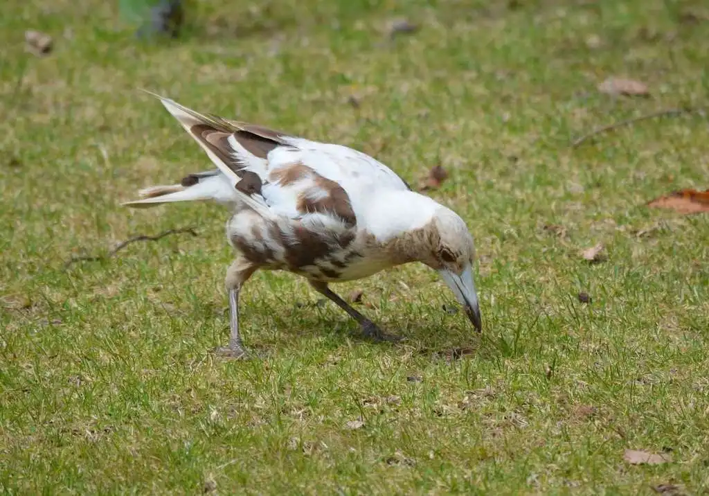 澳洲钟鹊(Gymnorhina tibicen)