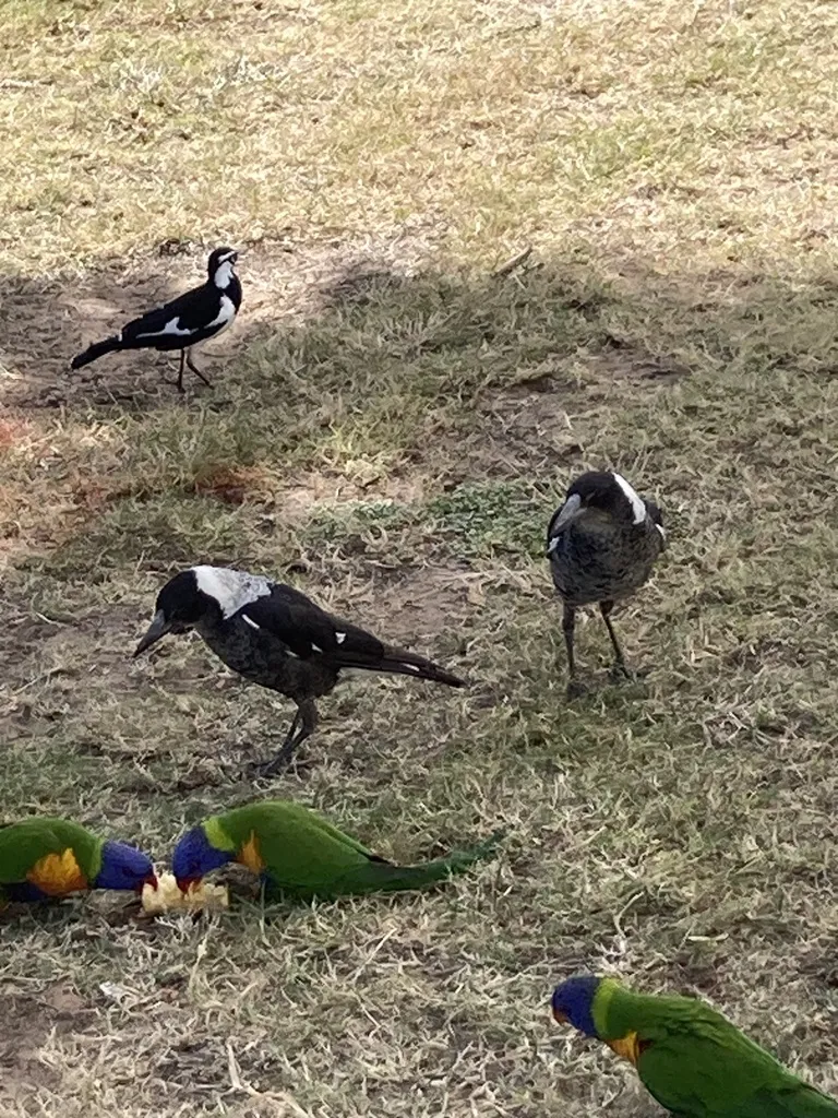 澳洲钟鹊(Gymnorhina tibicen)