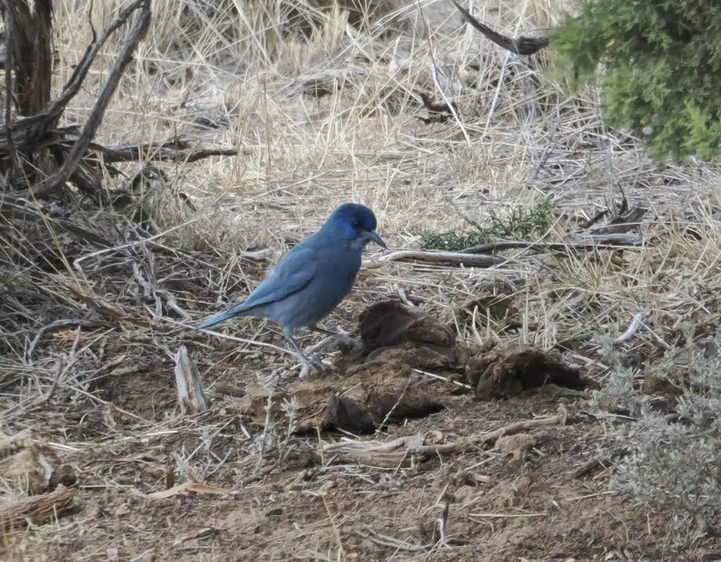 蓝头鸦(Gymnorhinus cyanocephalus)