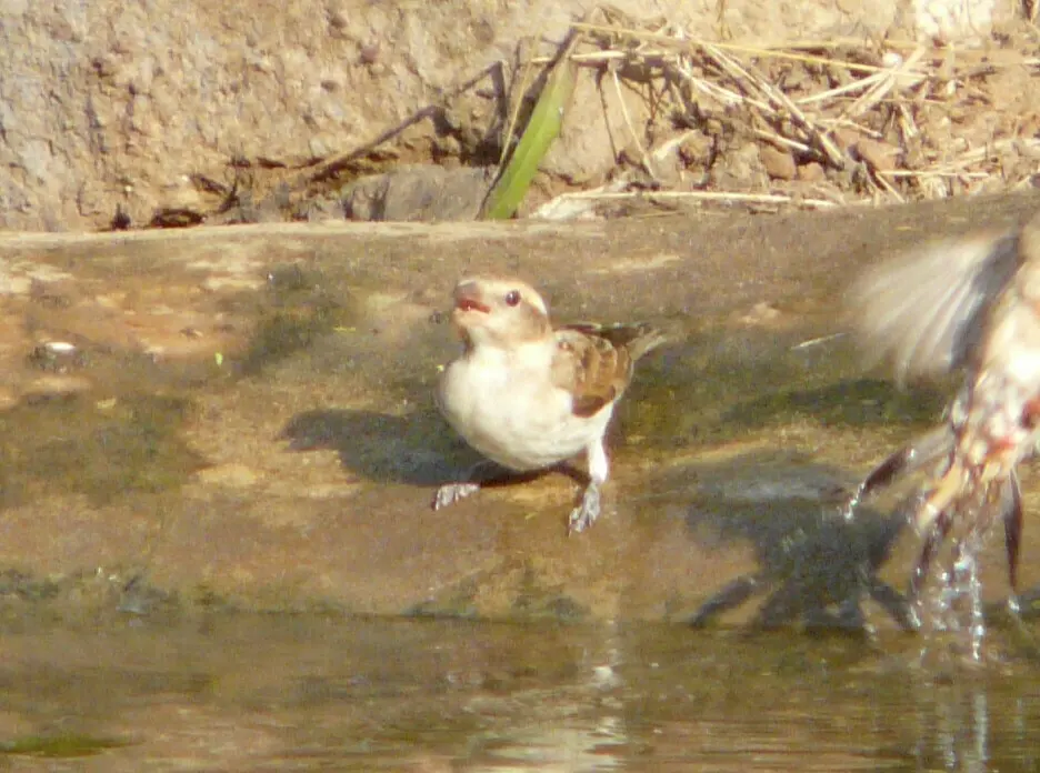 小石雀(Gymnoris dentata)