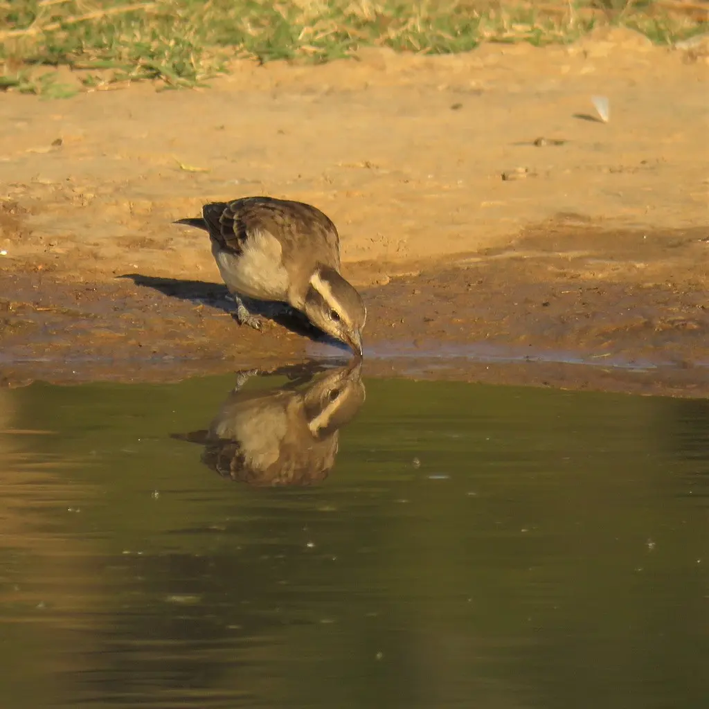 黄喉石雀(Gymnoris superciliaris)