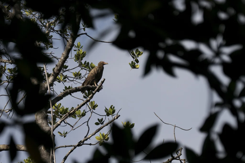 棕榈鹫(Gypohierax angolensis)