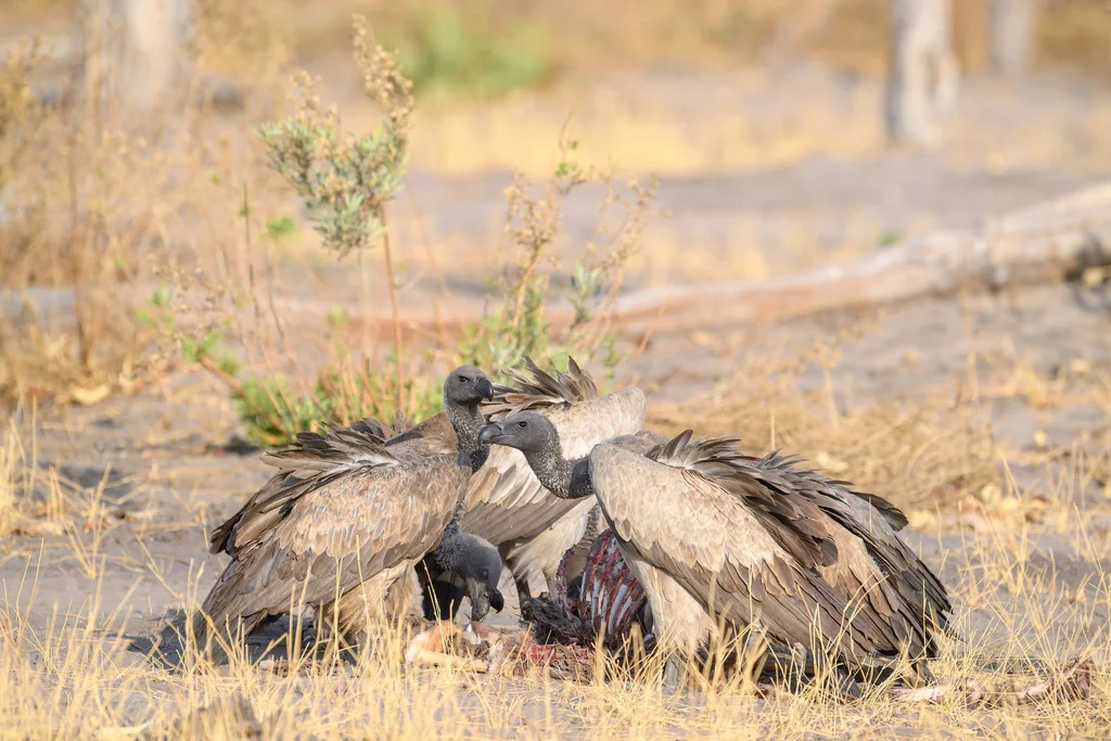 非洲白背兀鹫(Gyps africanus)