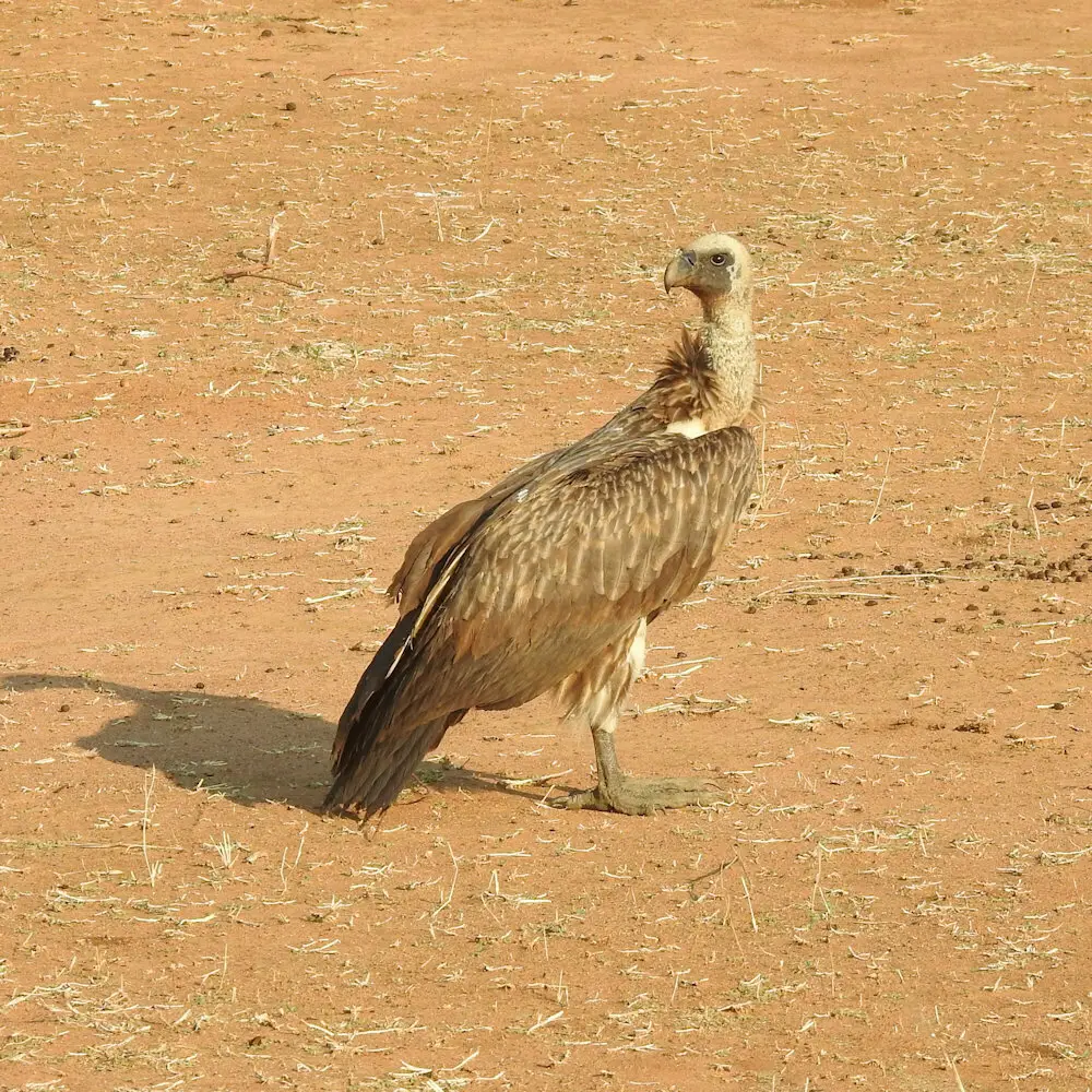 非洲白背兀鹫(Gyps africanus)