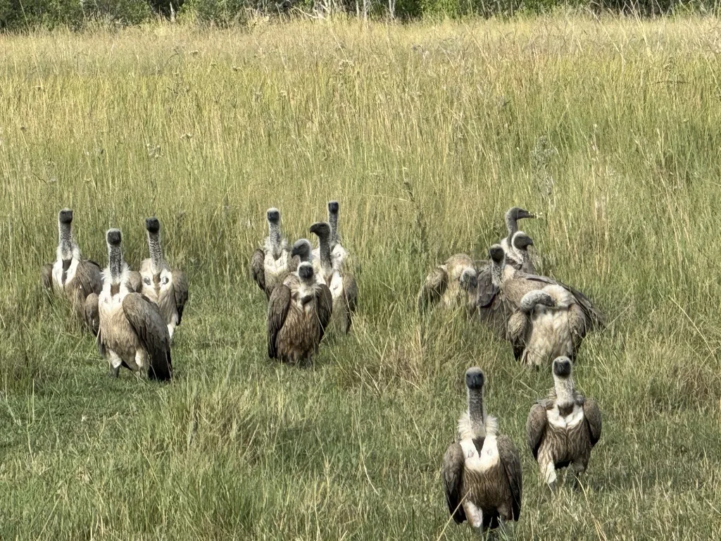 非洲白背兀鹫(Gyps africanus)