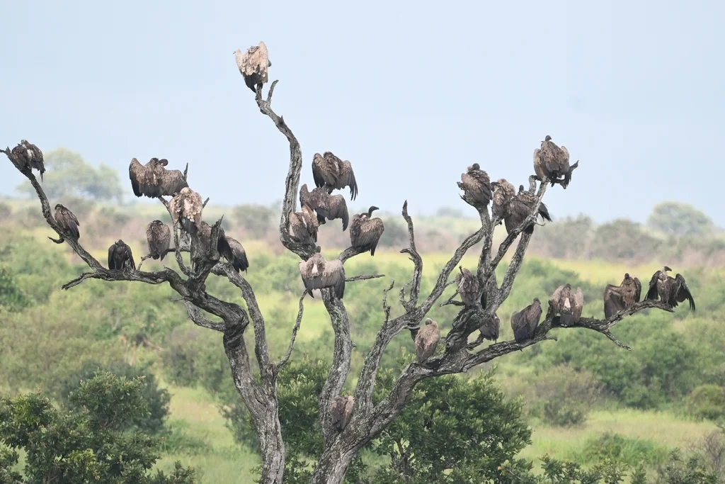 非洲白背兀鹫(Gyps africanus)