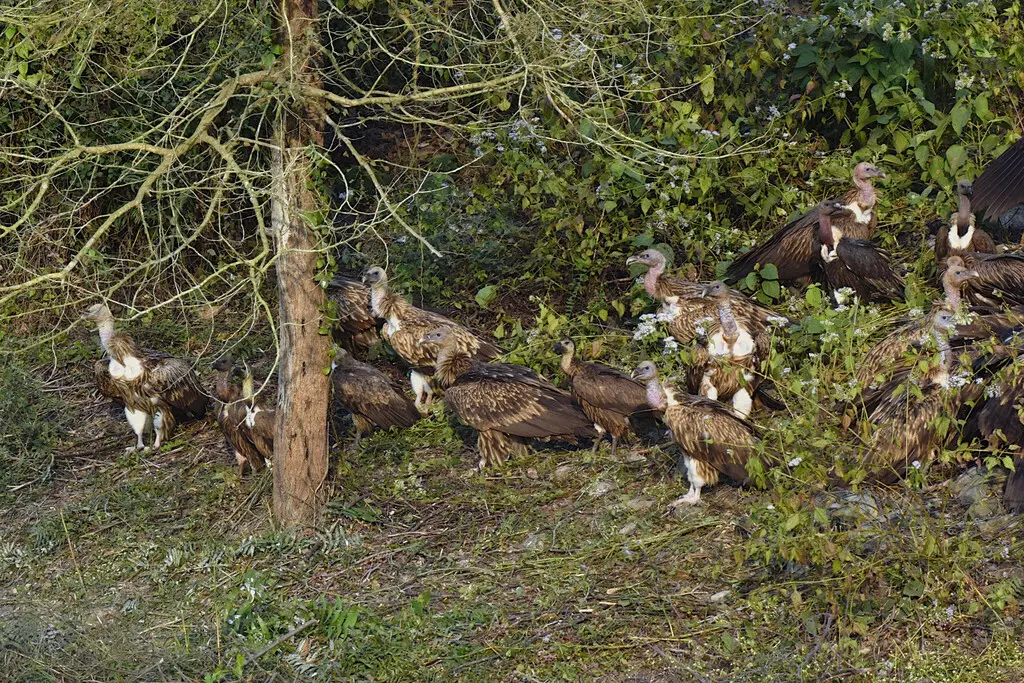 白背兀鹫(Gyps bengalensis)