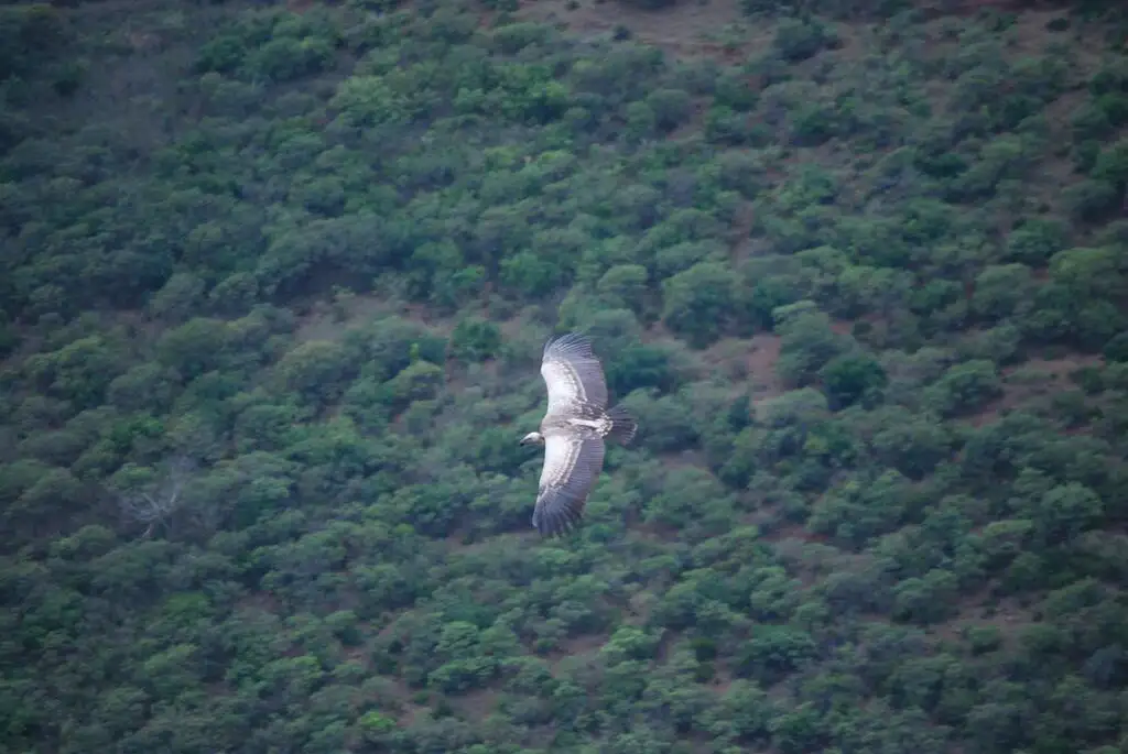 南非兀鹫(Gyps coprotheres)