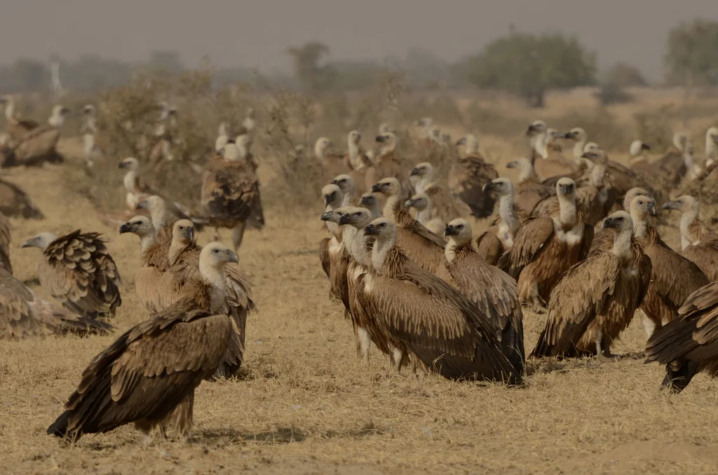 兀鹫(Gyps fulvus)