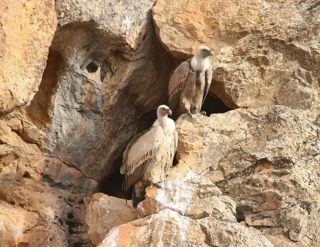 兀鹫(Gyps fulvus)