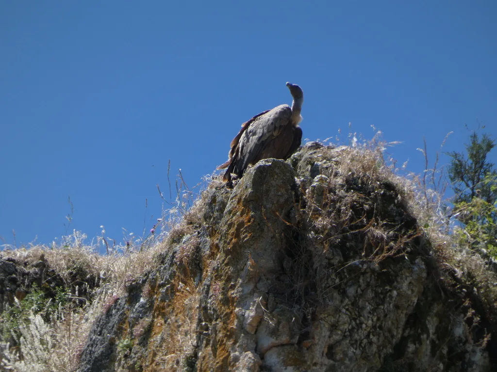 兀鹫(Gyps fulvus)