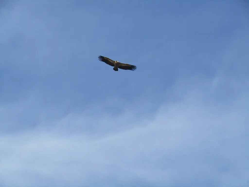 兀鹫(Gyps fulvus)
