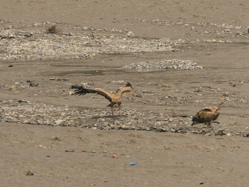 高山兀鹫(Gyps himalayensis)
