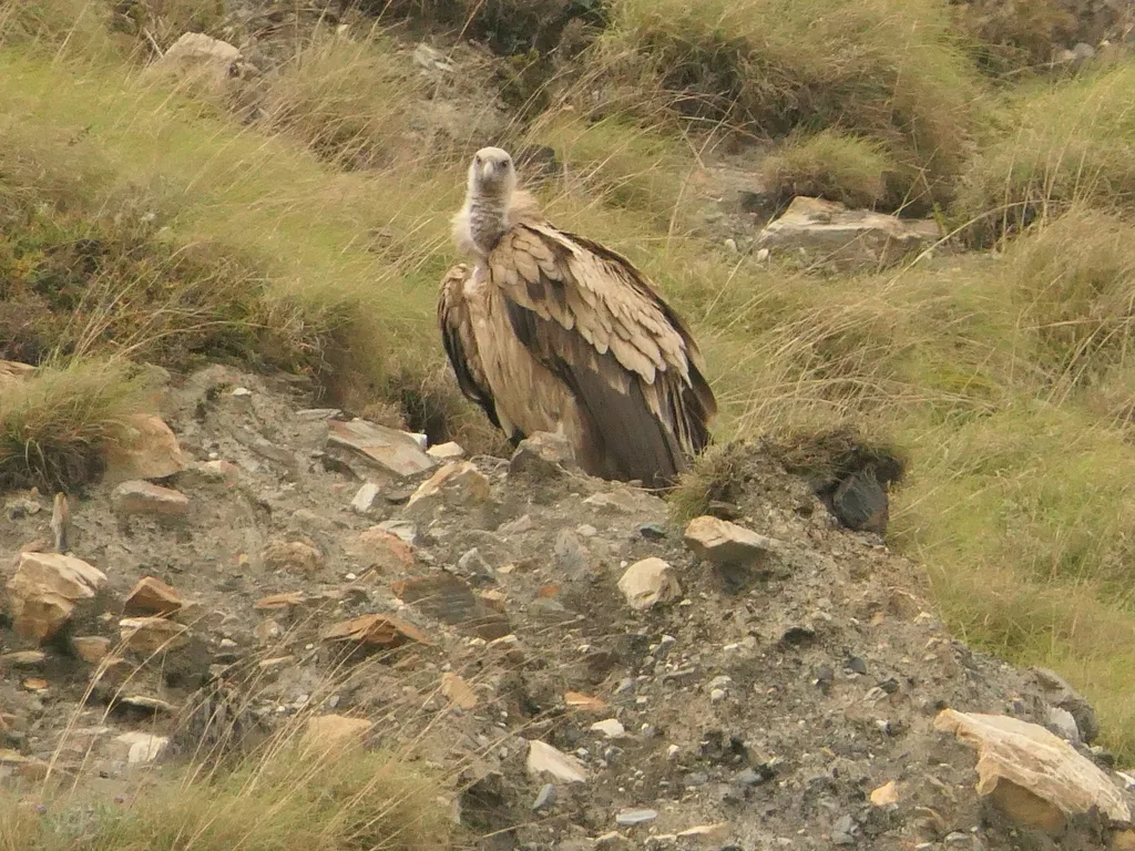 高山兀鹫(Gyps himalayensis)