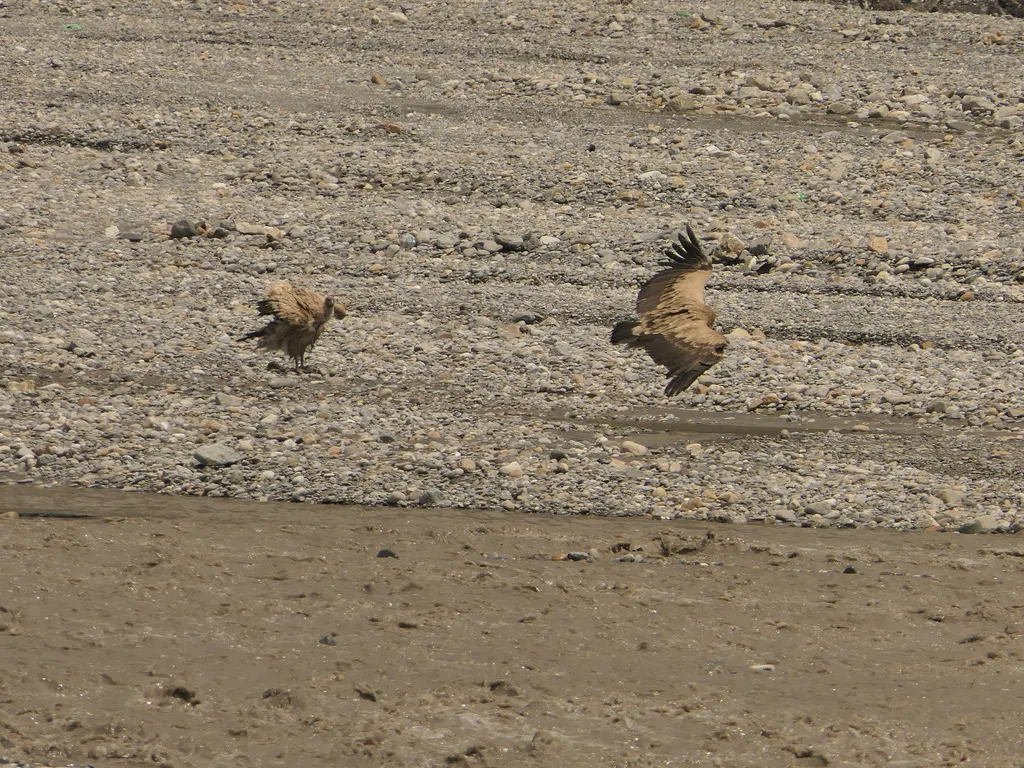 高山兀鹫(Gyps himalayensis)