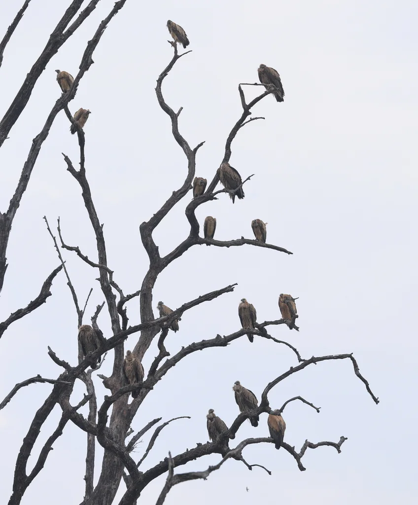 高山兀鹫(Gyps himalayensis)