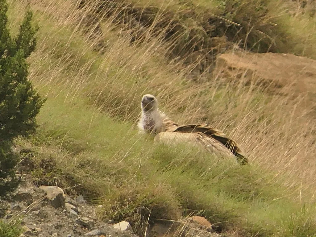 高山兀鹫(Gyps himalayensis)