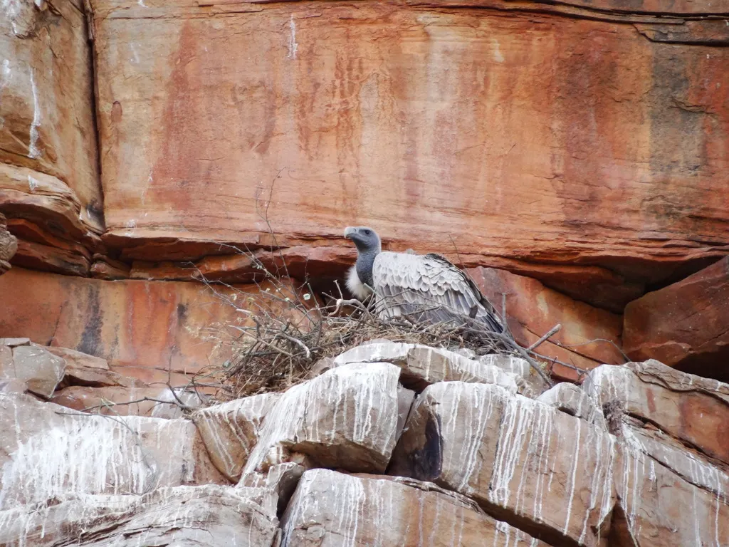 印度兀鹫(Gyps indicus)
