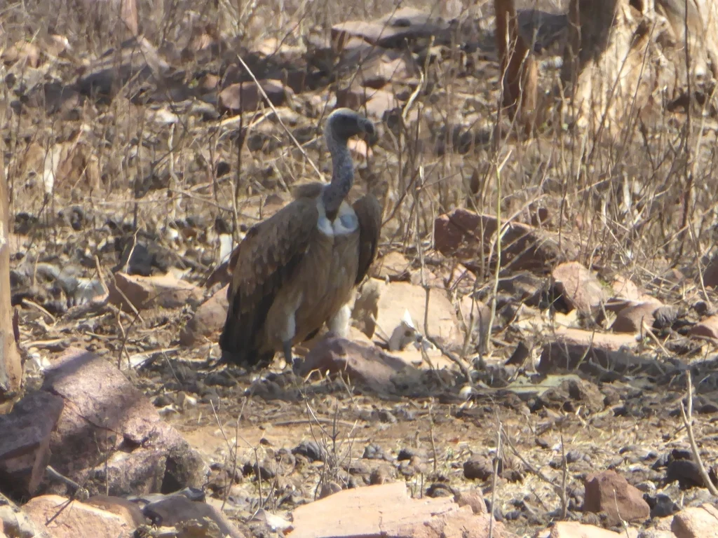 印度兀鹫(Gyps indicus)