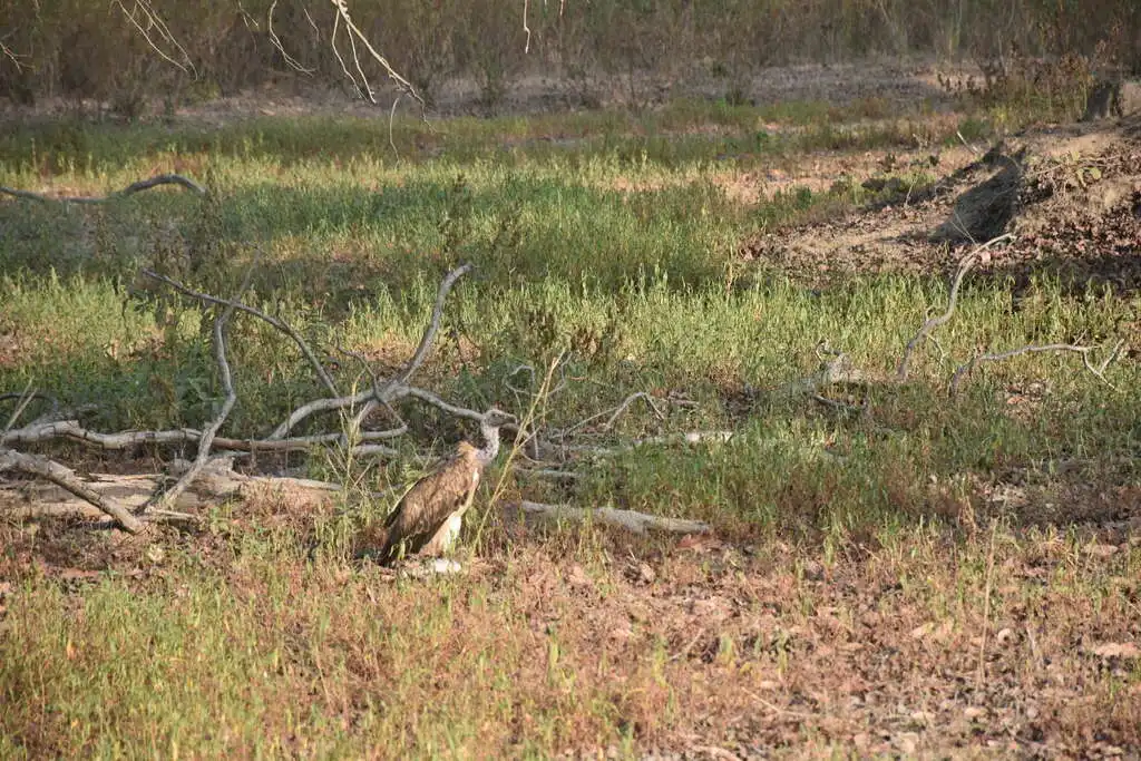 印度兀鹫(Gyps indicus)