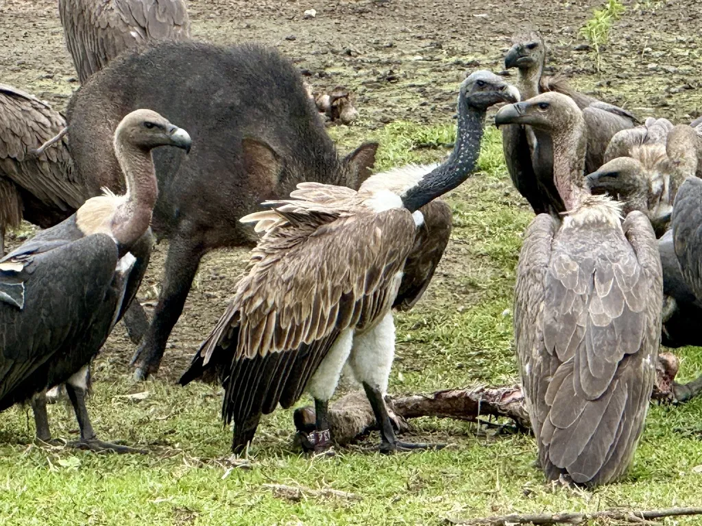 细嘴兀鹫(Gyps tenuirostris)