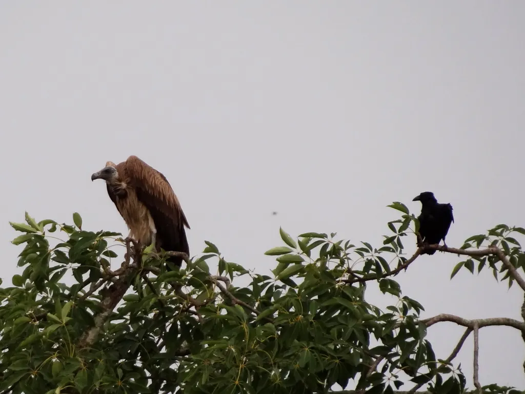 细嘴兀鹫(Gyps tenuirostris)