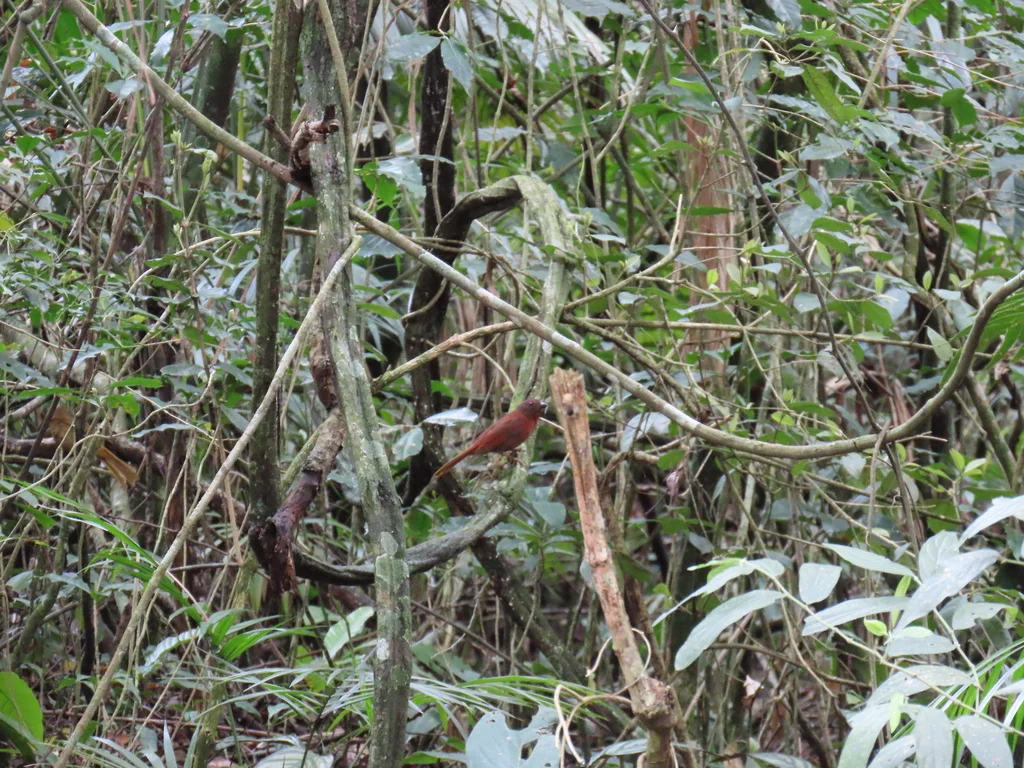 红头蚁唐纳雀(Habia rubica)