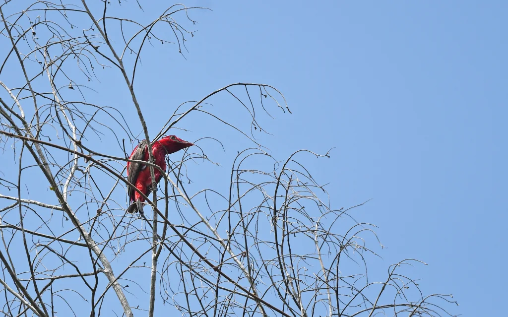 绯红果伞鸟(Haematoderus militaris)