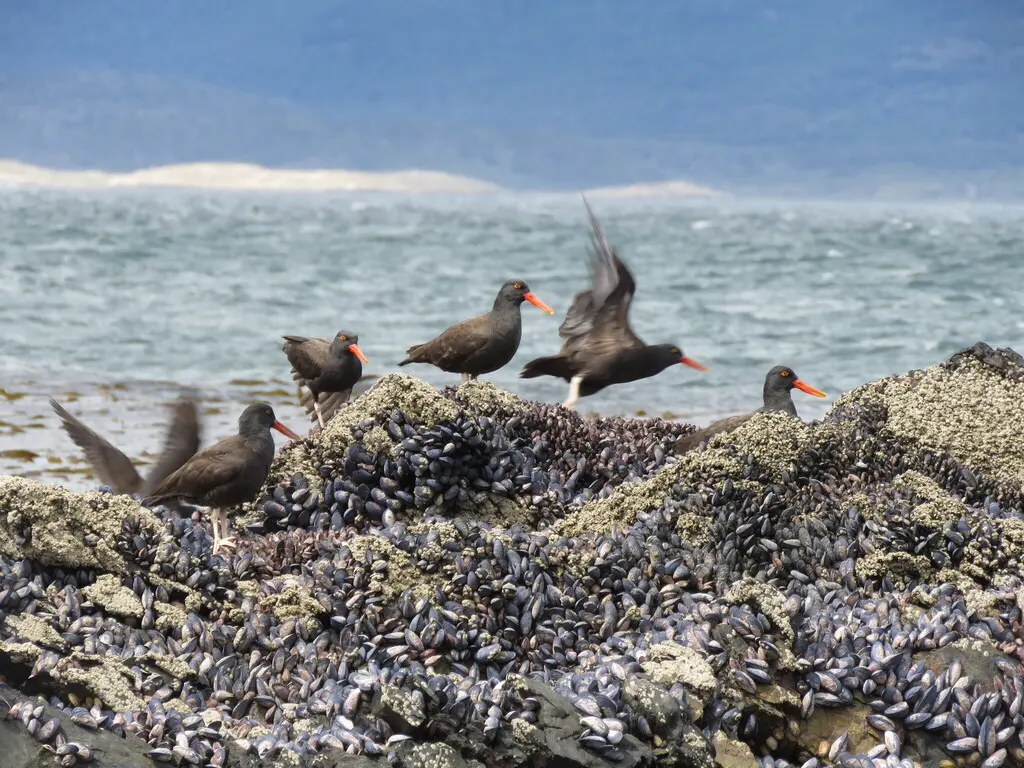 南美黑蛎鹬(Haematopus ater)