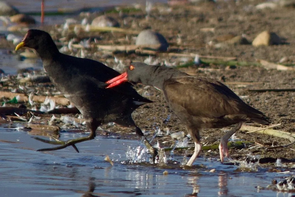 南美黑蛎鹬(Haematopus ater)