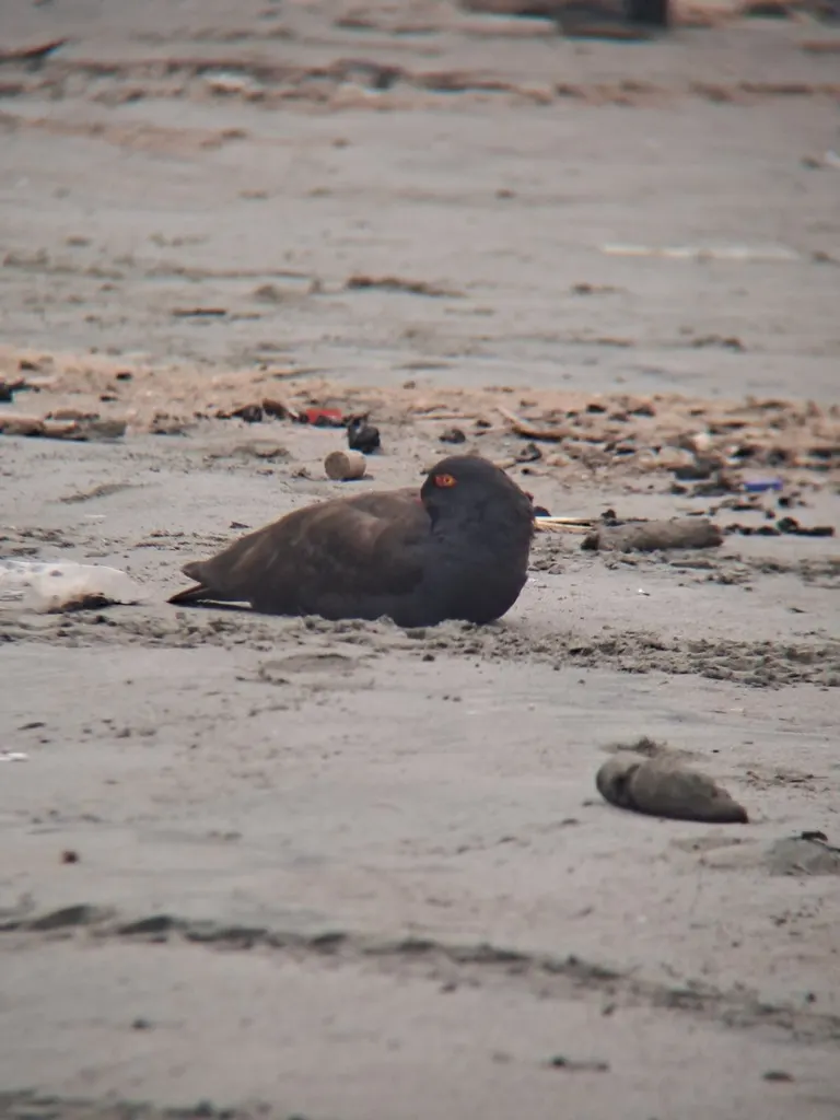 南美黑蛎鹬(Haematopus ater)