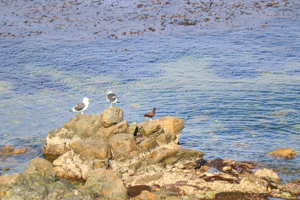 南美黑蛎鹬(Haematopus ater)