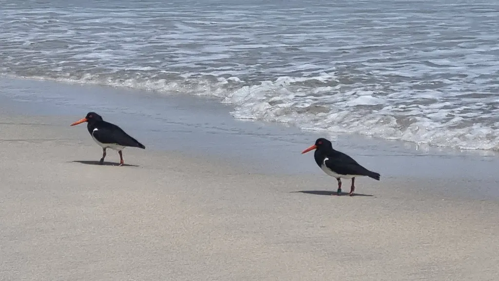 查岛蛎鹬(Haematopus chathamensis)