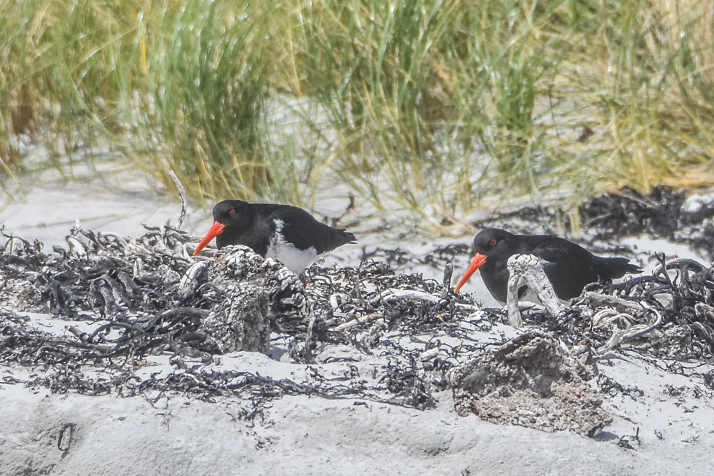 查岛蛎鹬(Haematopus chathamensis)