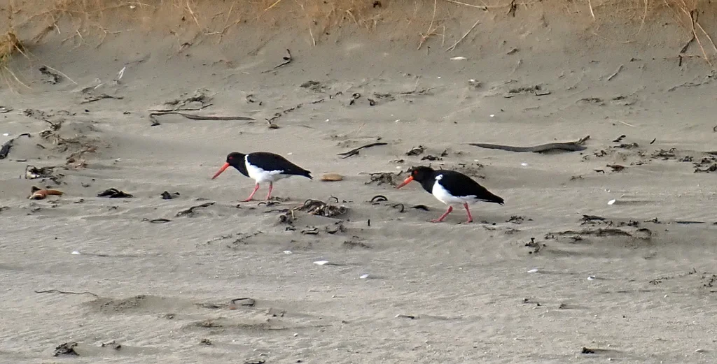 查岛蛎鹬(Haematopus chathamensis)
