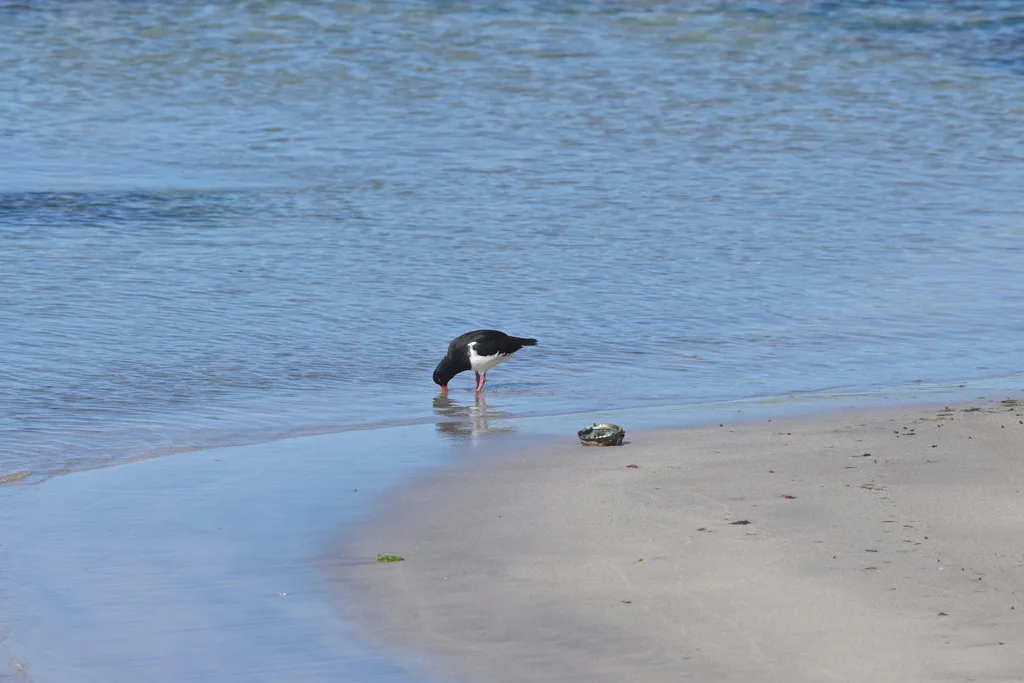 查岛蛎鹬(Haematopus chathamensis)