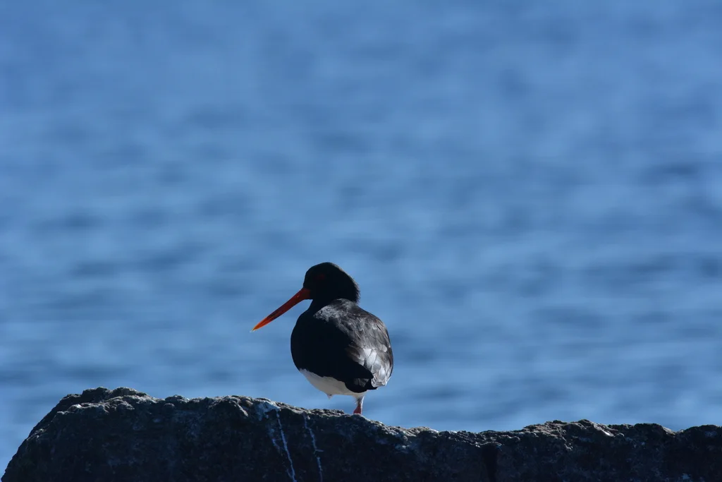 南岛斑蛎鹬(Haematopus finschi)