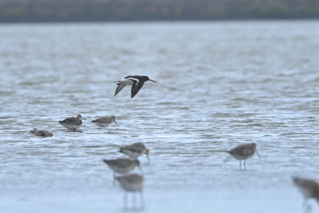 南岛斑蛎鹬(Haematopus finschi)