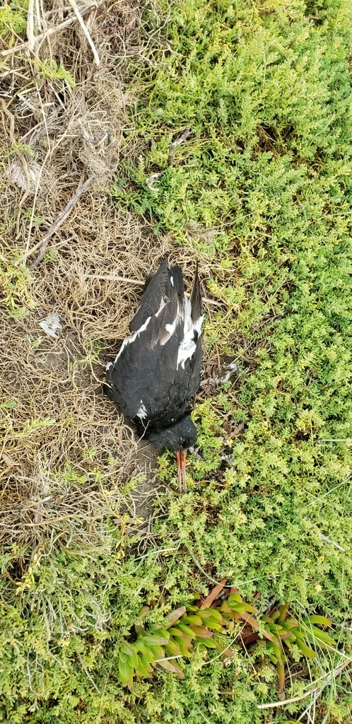 南岛斑蛎鹬(Haematopus finschi)