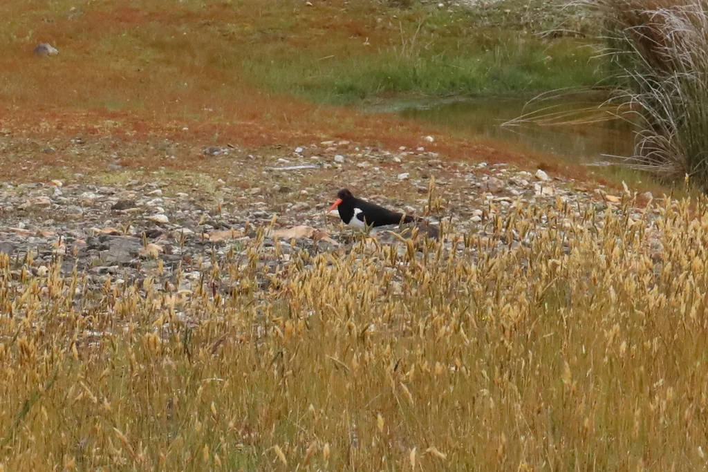 南岛斑蛎鹬(Haematopus finschi)