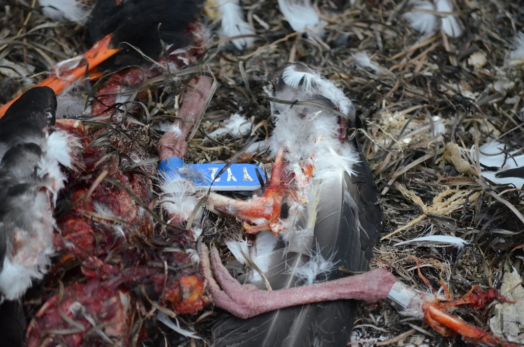 南岛斑蛎鹬(Haematopus finschi)