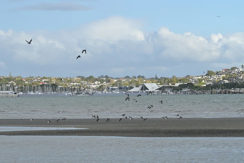 南岛斑蛎鹬(Haematopus finschi)