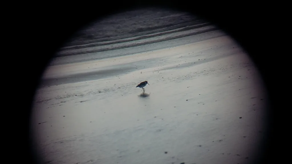 南岛斑蛎鹬(Haematopus finschi)