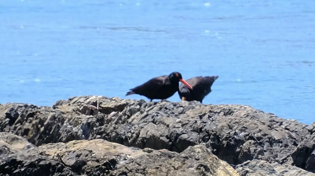 澳洲黑蛎鹬(Haematopus fuliginosus)